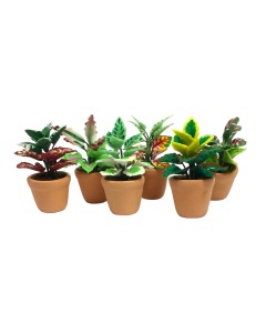 Plants In Pots, Pack of 6 Designs