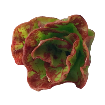 Red Coral Lettuce