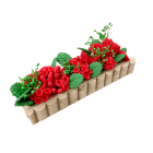 D4200 - Window Box with trailing Geraniums